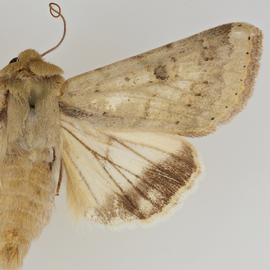  Helicoverpa zea , adult male
