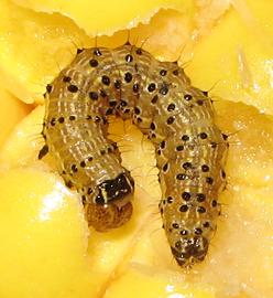  Helicoverpa zea , larva