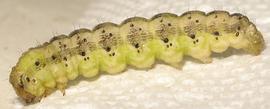  Helicoverpa zea , larva