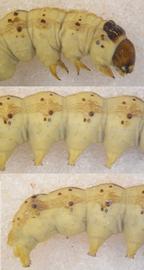  Helicoverpa zea , larva. Top: Head, thorax, A1. Middle: A3–6. Bottom: A5–10