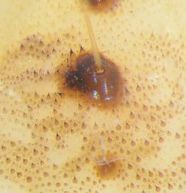  Helicoverpa zea , microspines