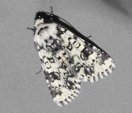  Heliothis melanoleuca , live adult. Photo courtesy of Kevin Faccenda.