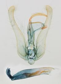  Chloridea virescens , male genitalia