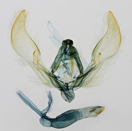  Agrotis  sp., male genitalia