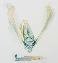  Heliothis melanoleuca , male genitalia