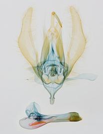  Lophoplusia  sp . , male genitalia