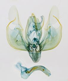  Leucania stenographa , male genitalia
