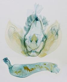  Athetis thoracica , male genitalia