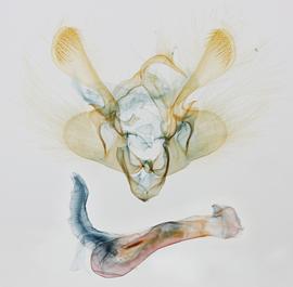  Mythimna scottii , male genitalia