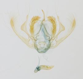  Amyna natalis , male genitalia