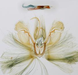  Spodoptera exempta , male genitalia