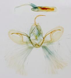  Spodoptera exigua , male genitalia