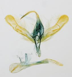  Trichoplusia ni , male genitalia