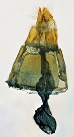  Arcte coerula , female genitalia