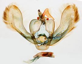  Arcte coerula , male genitalia
