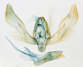  Feltia subterranea , male genitalia