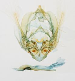  Callopistria floridensis , male genitalia