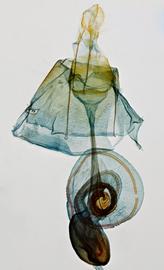  Athetis thoracica , female genitalia 
 