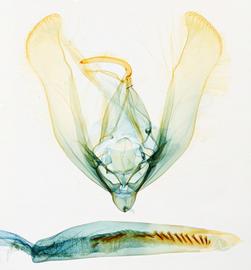  Helicoverpa zea , male genitalia