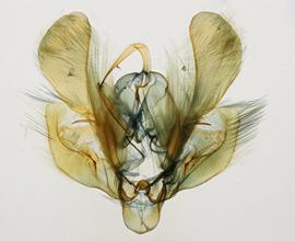 Leucania striata , male genitalia