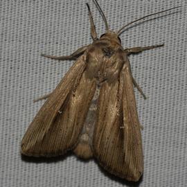  Leucania stenographa , adult. Photo courtesy of Kyle Kash.