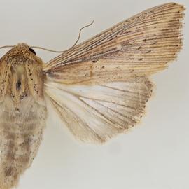  Leucania striata , adult female