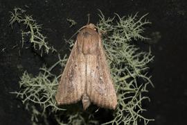  Leucania striata , live adult. Photo courtesy of Kevin Faccenda.