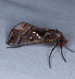  Lophoplusia  sp., live adult female. Photo courtesy of Zach Pezzillo.