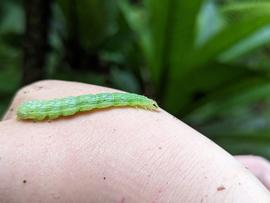  Lophoplusia  sp., larva. Photo courtesy of Lauren Huntsmith.