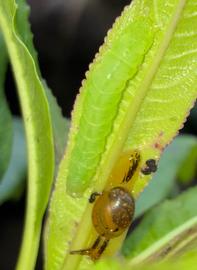  Lophoplusia  sp., larva on  Clermontia  sp. Photo courtesy of Brendan Wang.