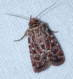  Lycophotia porphyrea , adult. Photo courtesy of Benoît Segerer. 