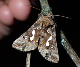  Megalographa biloba , live adult. Photo courtesy of Julien Ueda.