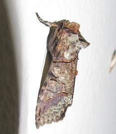  Mouralia tinctoides , live adult. Photo courtesy of Kahio Tiberio Mazon.