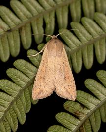  Mythimna  cf.  amblycasis , live adult. Photo courtesy of Zach Pezzillo.