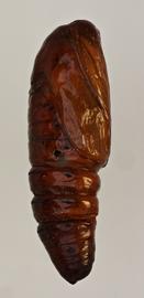  Mythimna  sp., pupa