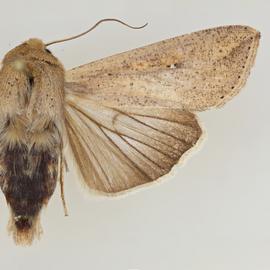  Mythimna unipuncta , adult female
