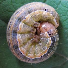  Mythimna unipuncta , larva. Photo courtesy of Ilona Loser.