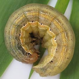  Mythimna unipuncta , larva. Photo courtesy of Ilona Loser.
