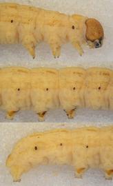  Mythimna unipuncta , larva. Top: head, thorax, A1. Middle: A2–5. Bottom: A6–10