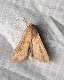  Mythimna unipuncta , live adult. Photo courtesy of Zach Pezzillo.