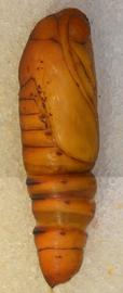  Mythimna unipuncta , pupa
