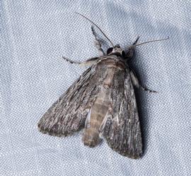  Neogalea sunia , live adult. Photo courtesy of Zach Pezzillo.