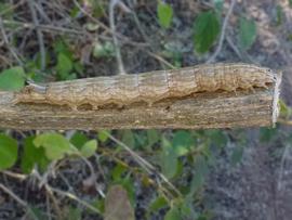  Neogalea sunia , larva. Photo courtesy of Alan Dandie. 