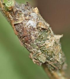  Neogalea sunia , pupal case on  Lantana  stem. Photo courtesy of Jordan Landerman. 