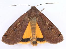  Noctua pronuba , adult. Photo courtesy of Janet Graham.