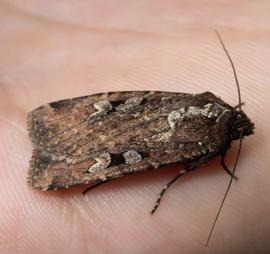  Peridroma  sp., live adult. Photo courtesy of Brendan Wang.