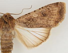  Peridroma saucia , adult female
