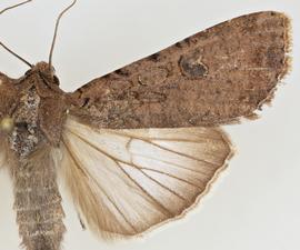  Peridroma saucia , adult male