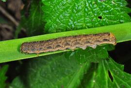  Peridroma saucia , larva. Photo courtesy of praposo, iNaturalist. 