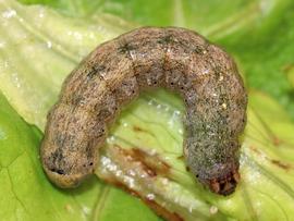  Peridroma saucia , larva. Photo courtesy of Jean-Paul Coat.